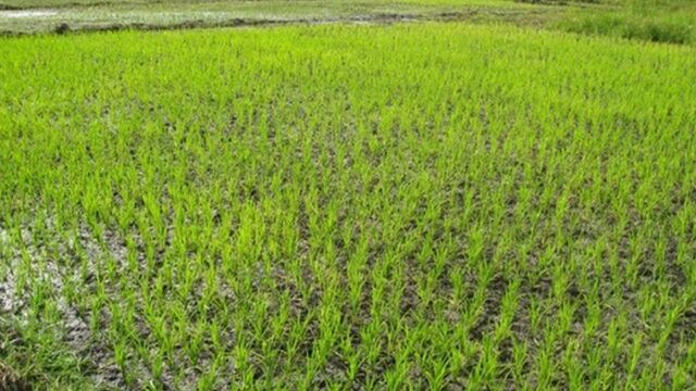 agri