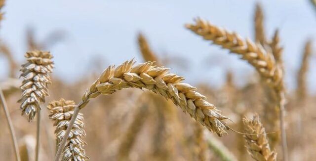 Wheat For the 2024/2025 season, Morocco has imported nearly 2 million tonnes of soft wheat from the European Union, solidifying its role as the second-largest importer, trailing only Nigeria.